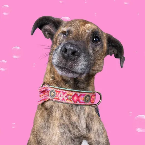 Dog with a Mission -BOHO Rosa Dog Collar