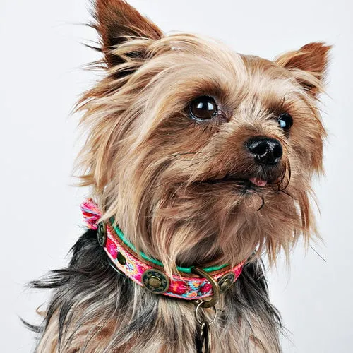 Dog with a Mission -BOHO Rosa Dog Collar