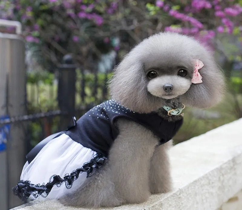 Dog's Gothic Lace Dress