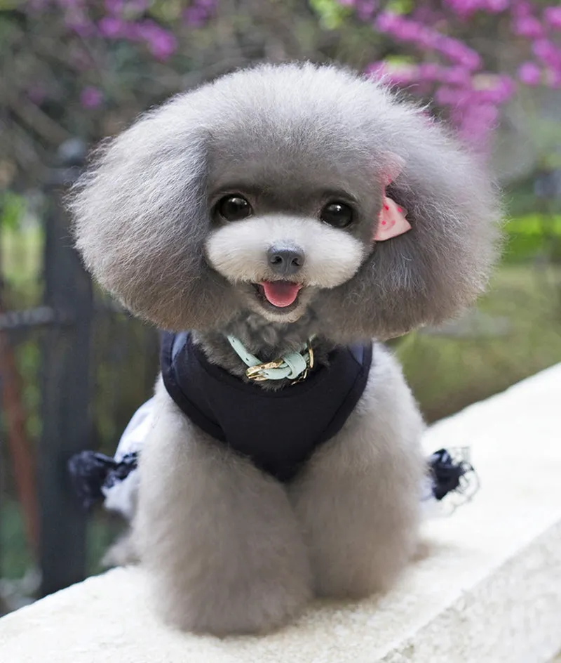Dog's Gothic Lace Dress