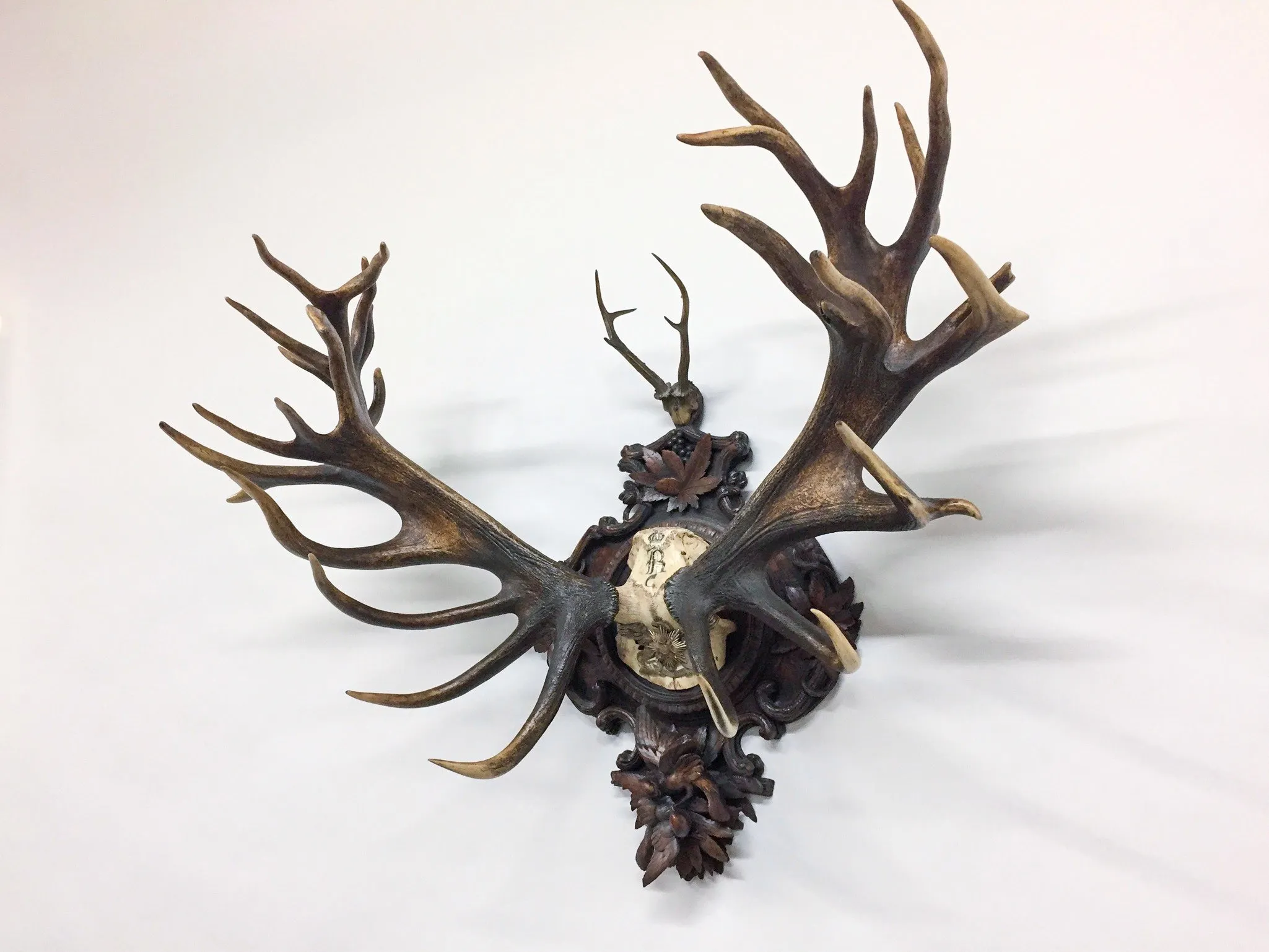 Grand Dukes of Baden Red Stag Trophy on Hand Carved Black Forest Plaque