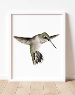 Hummingbird 2 Art Print