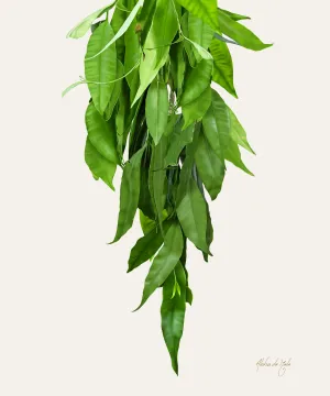 Lei Maile