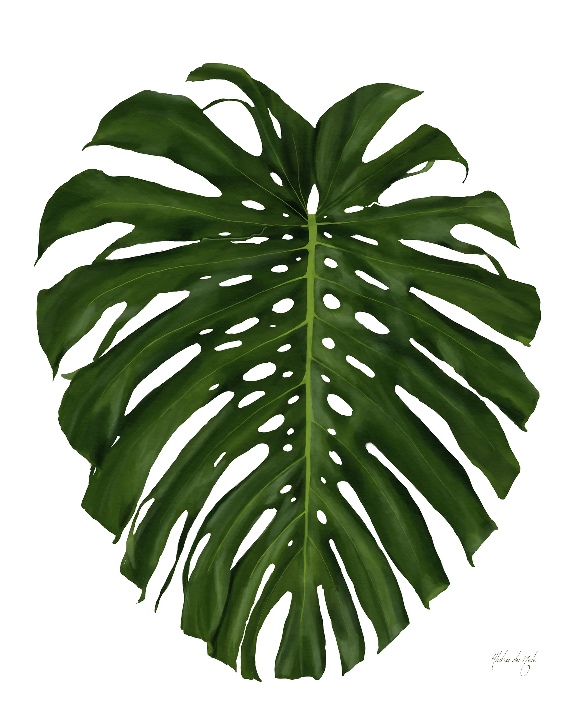 Monstera