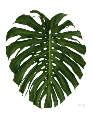 Monstera