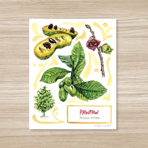 Pawpaw - Watercolor Art Print