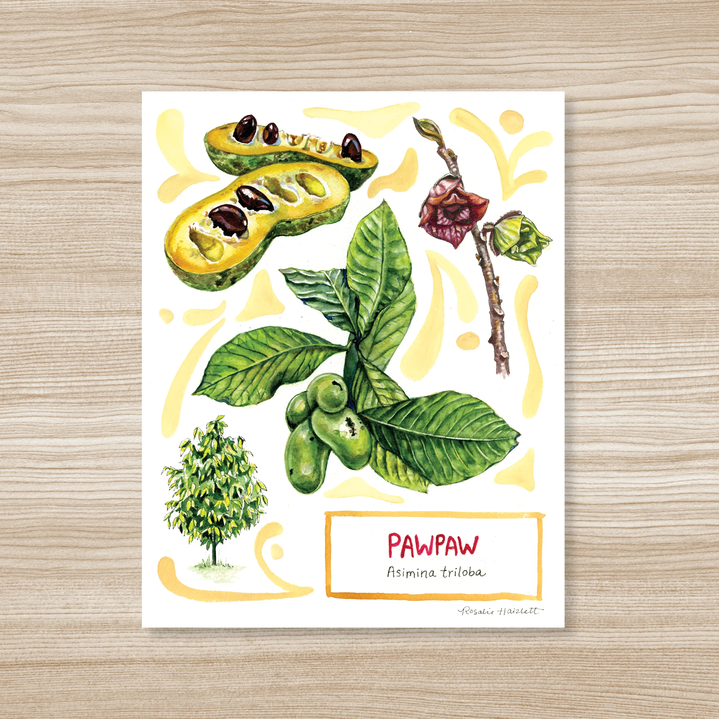 Pawpaw - Watercolor Art Print