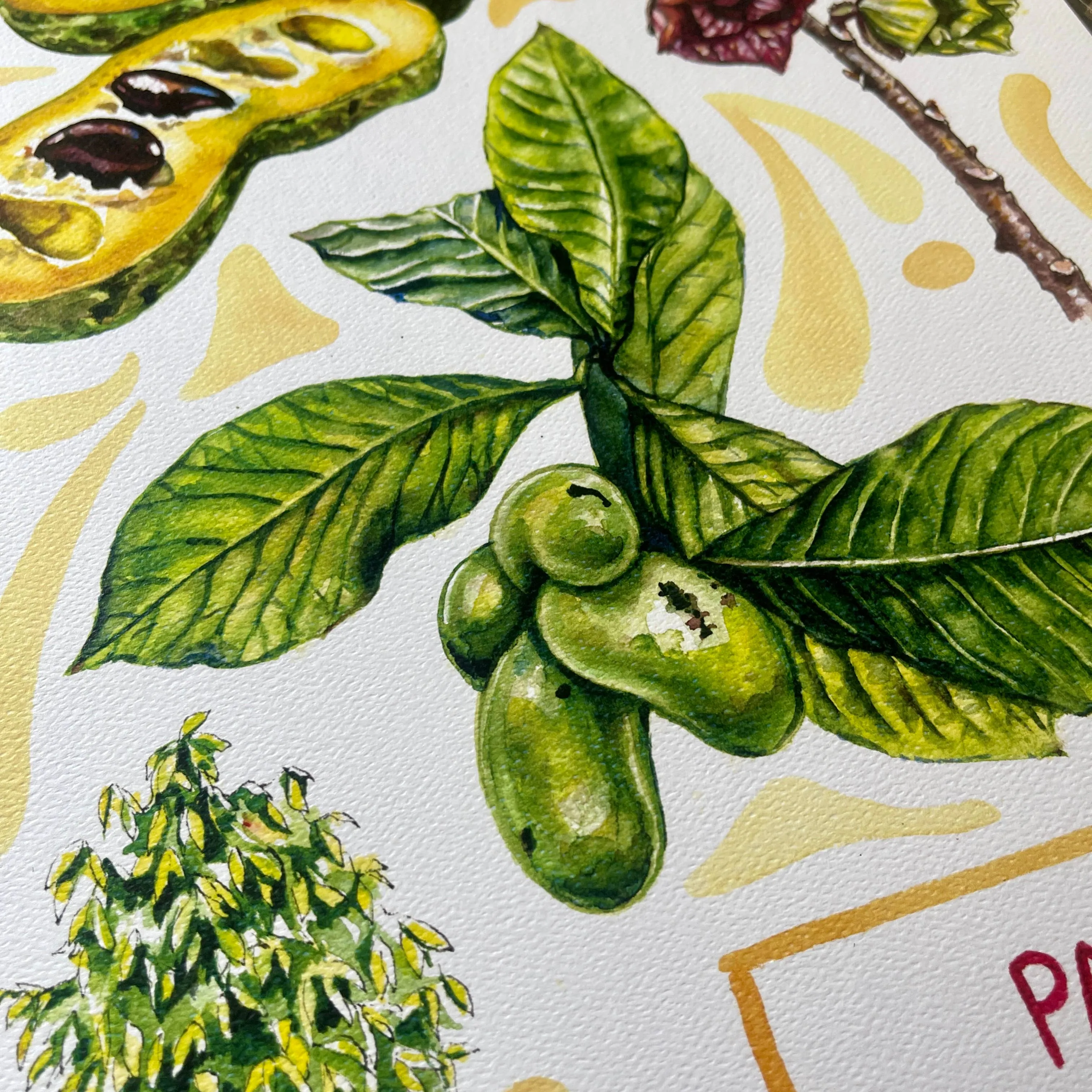 Pawpaw - Watercolor Art Print