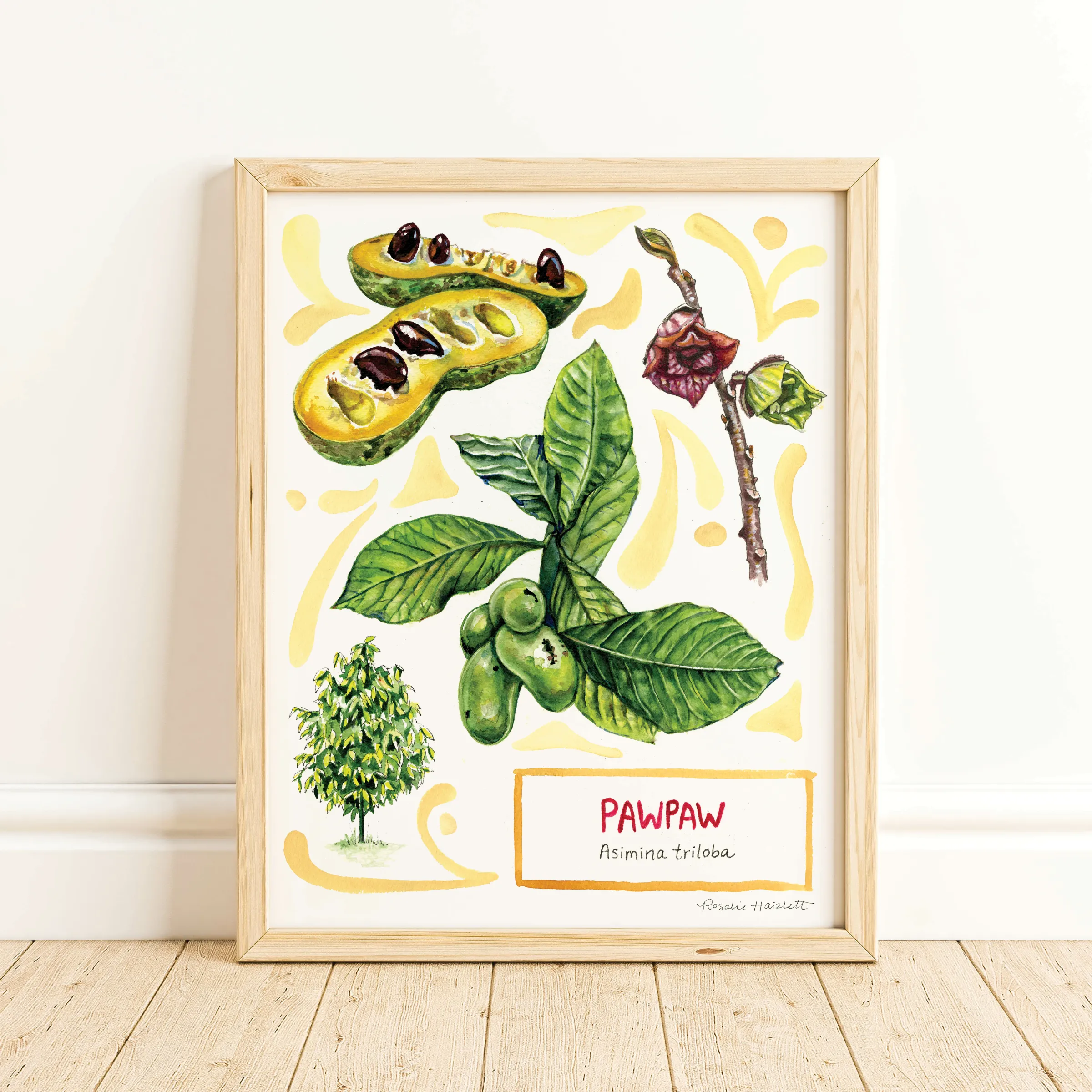 Pawpaw - Watercolor Art Print