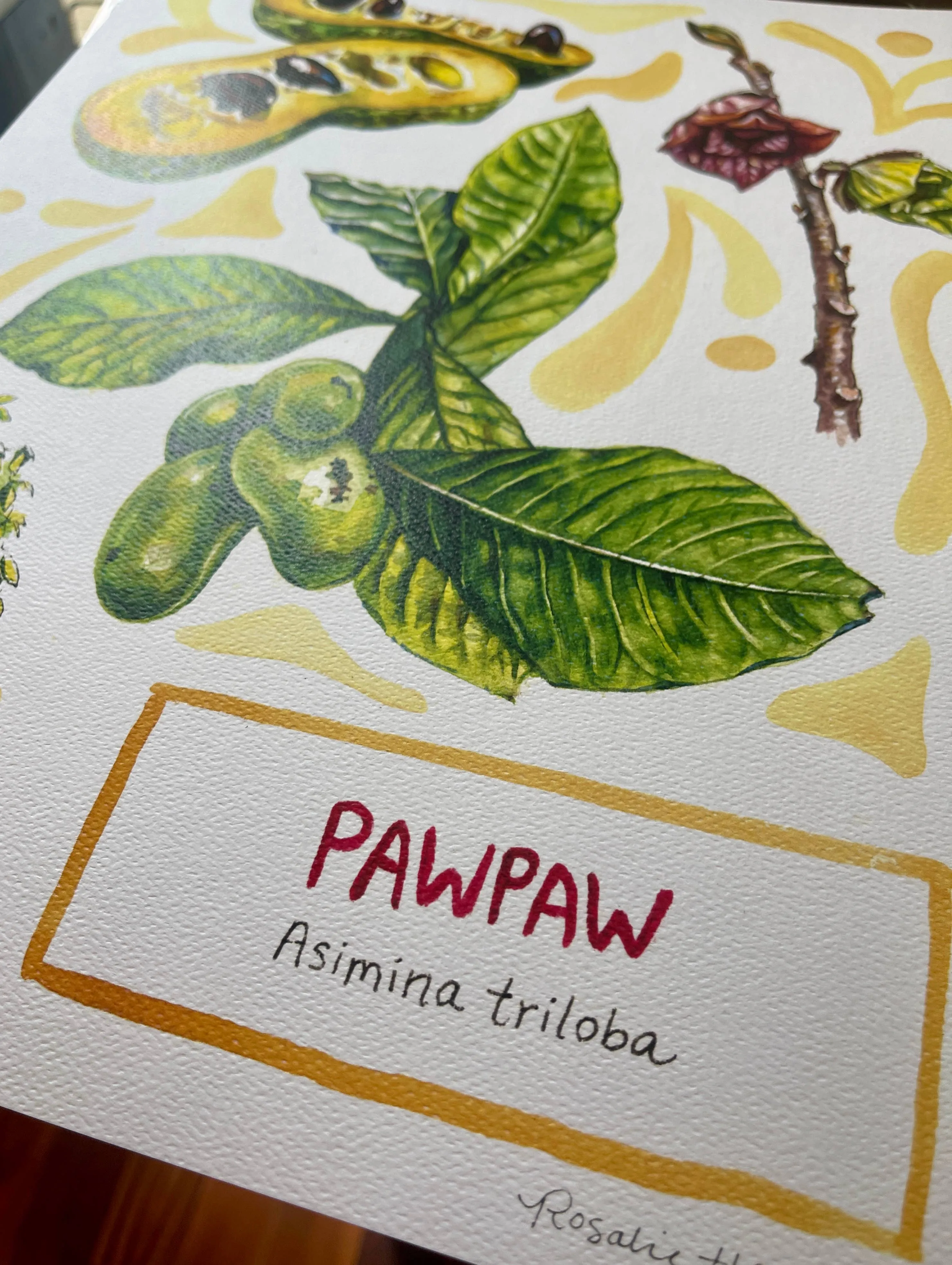 Pawpaw - Watercolor Art Print