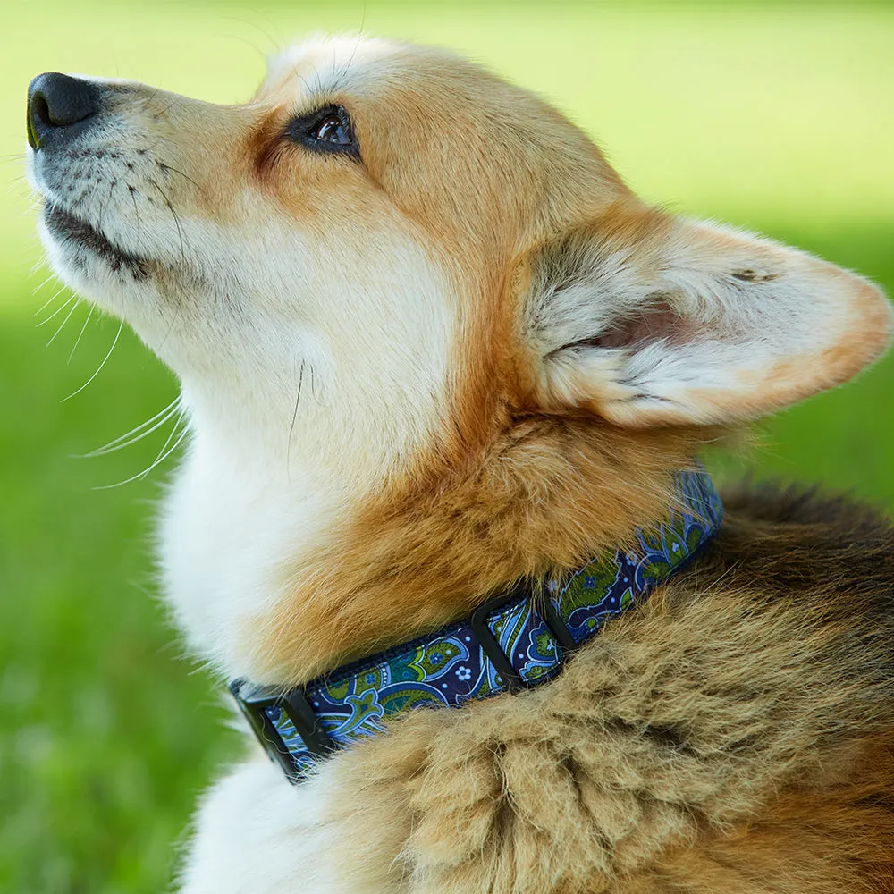 Port Royal - Dog Collar