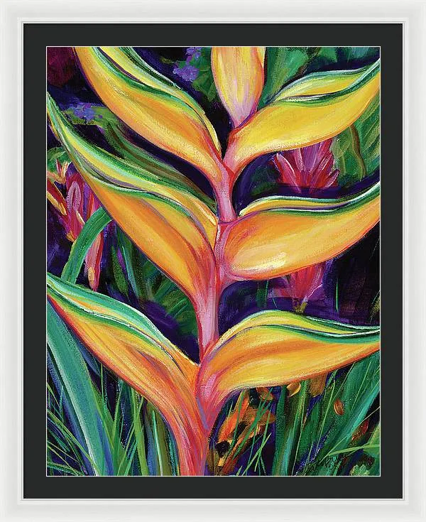 "Heliconia"  Tropical Flower - Framed Print