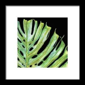 Tropical Monstera Leaf WIth Black Background - Framed Print